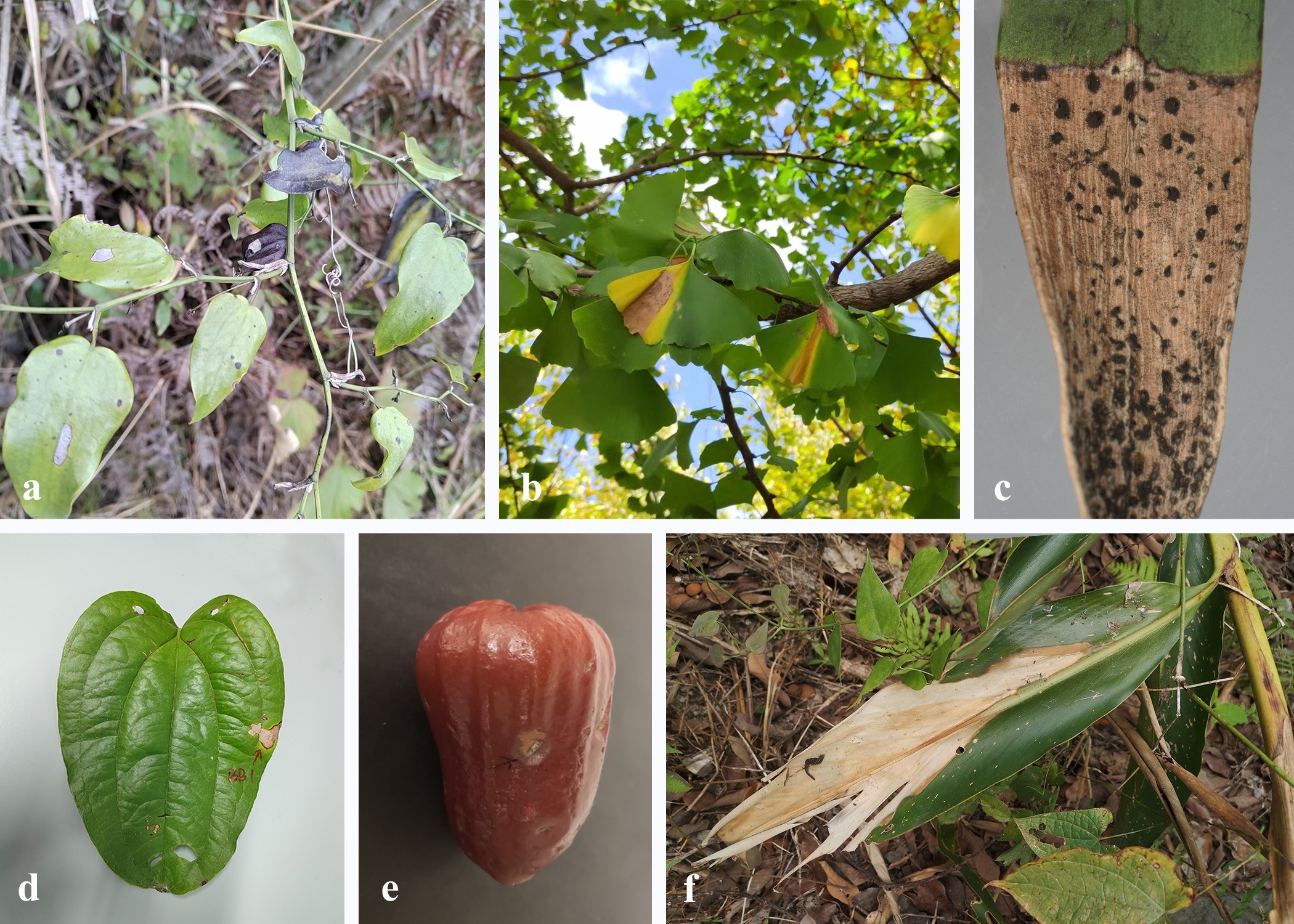 Figure 19